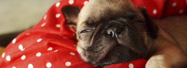 Puppy Bed - pups need a good nights sleep